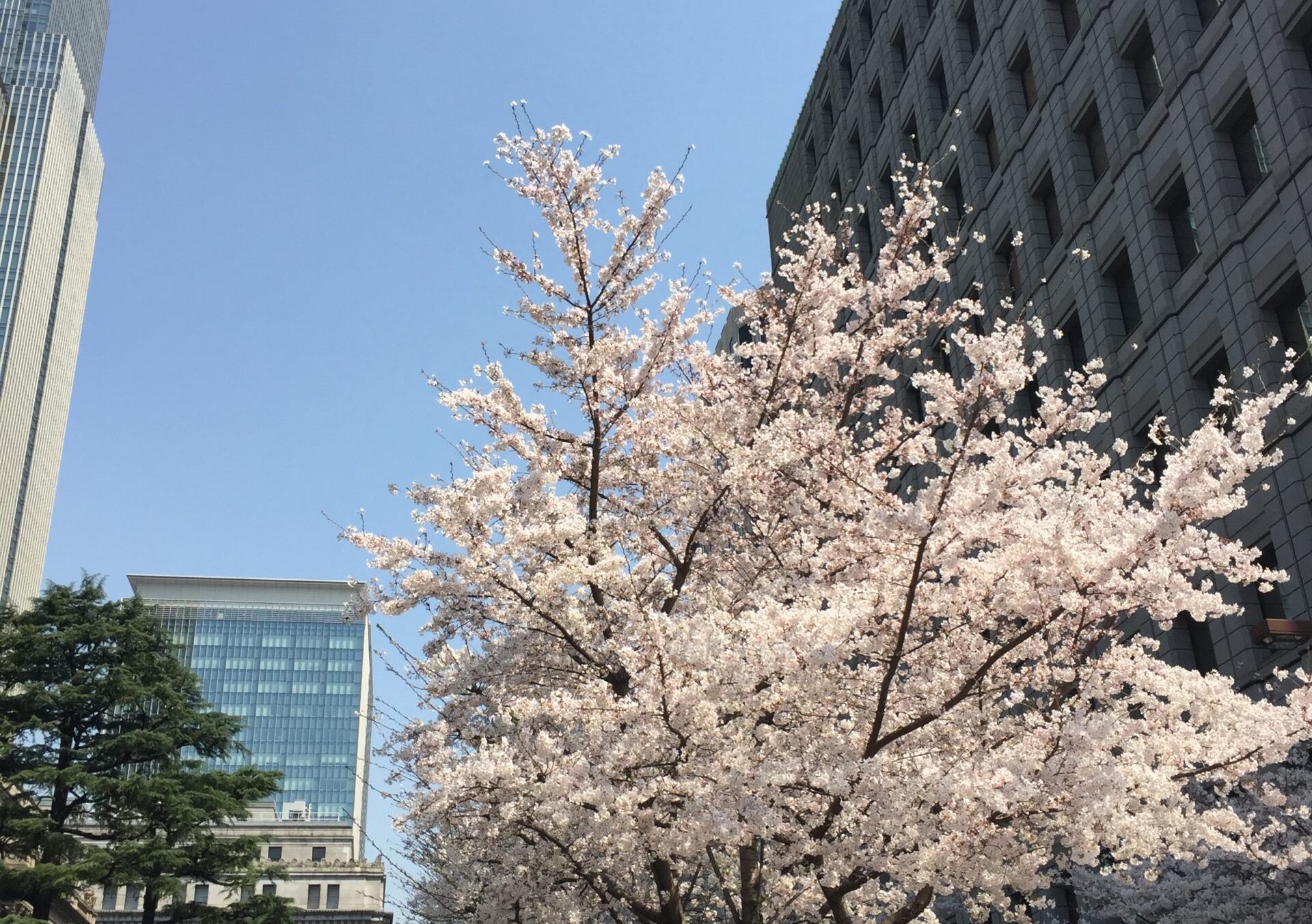 ルシーナとソネット